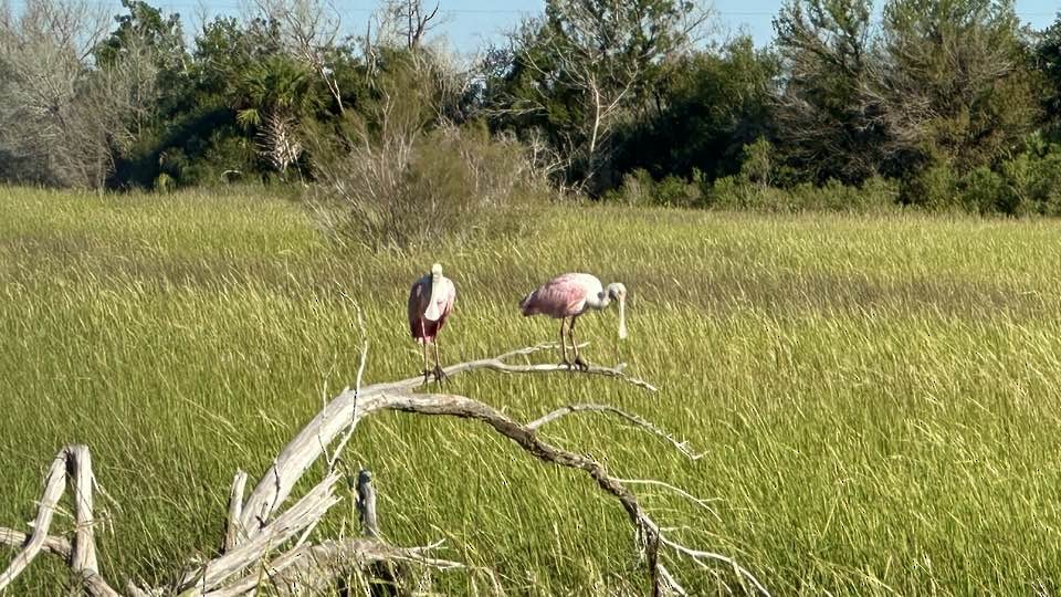 Roseate Spoonbill - ML624944310