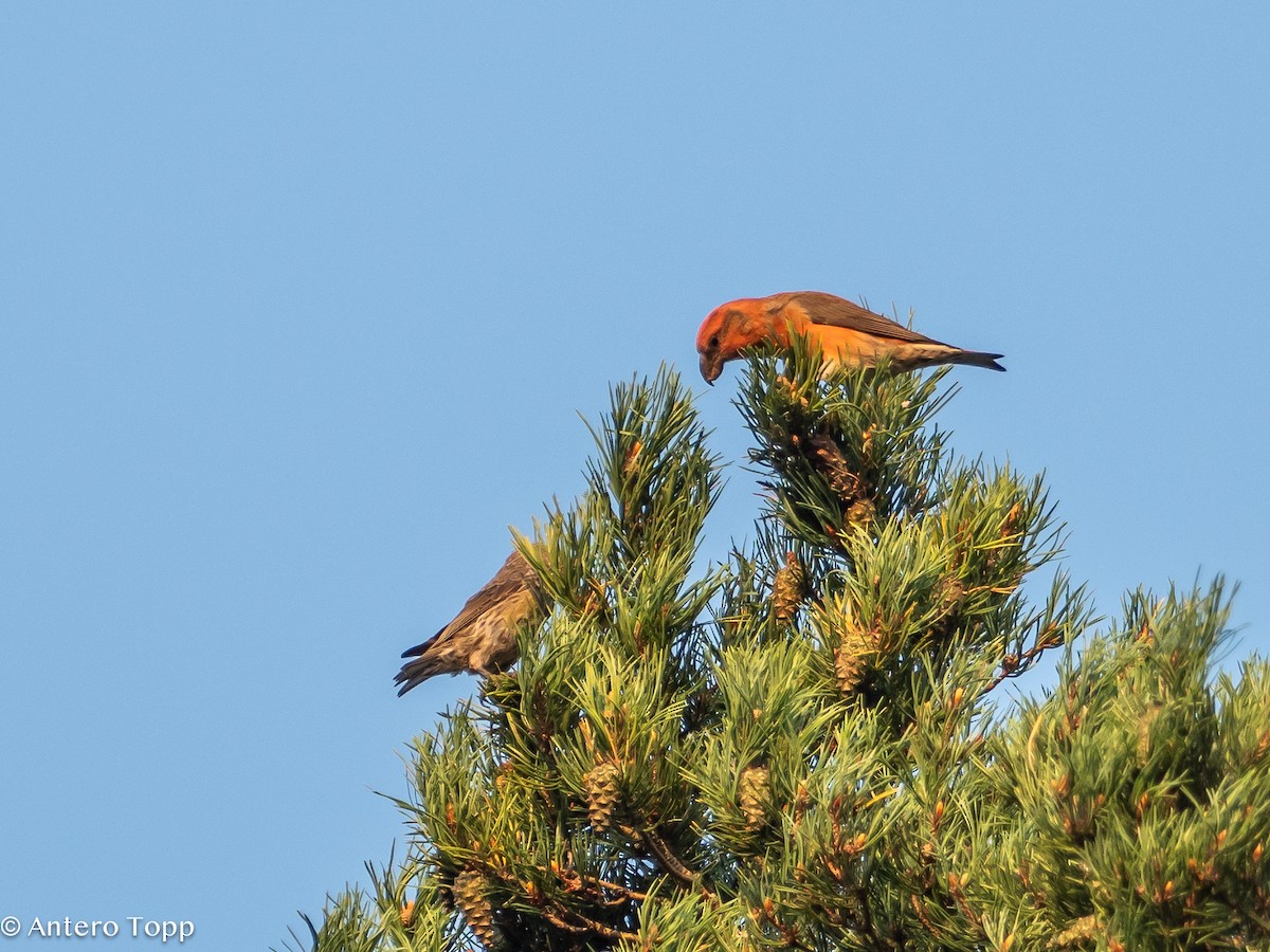 Parrot Crossbill - ML624944365