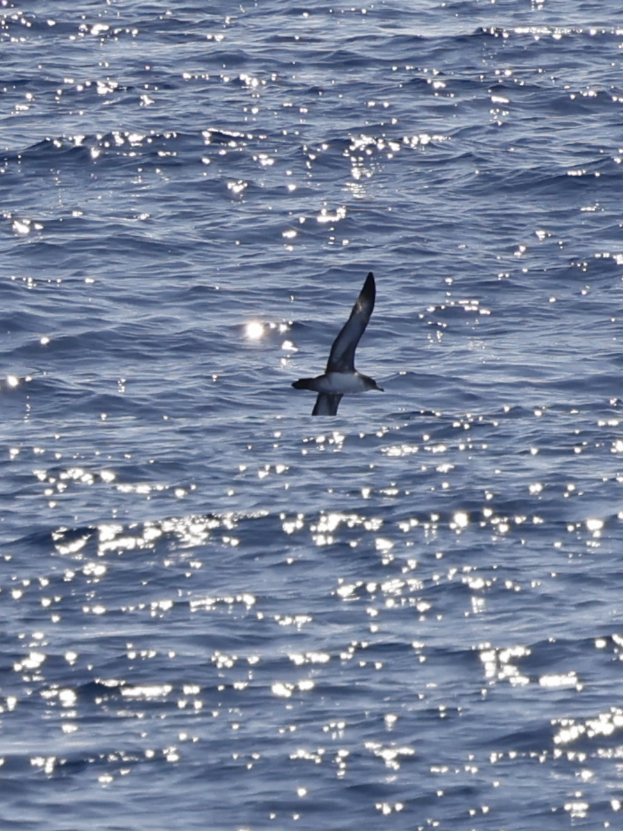 Pink-footed Shearwater - ML624944525