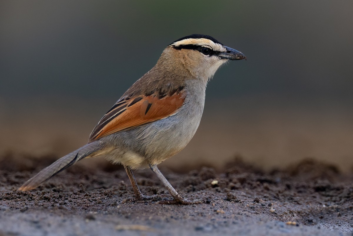Black-crowned Tchagra (Black-crowned) - Julie Edgley