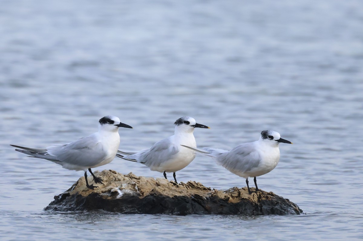 Sandwich Tern - ML624944713