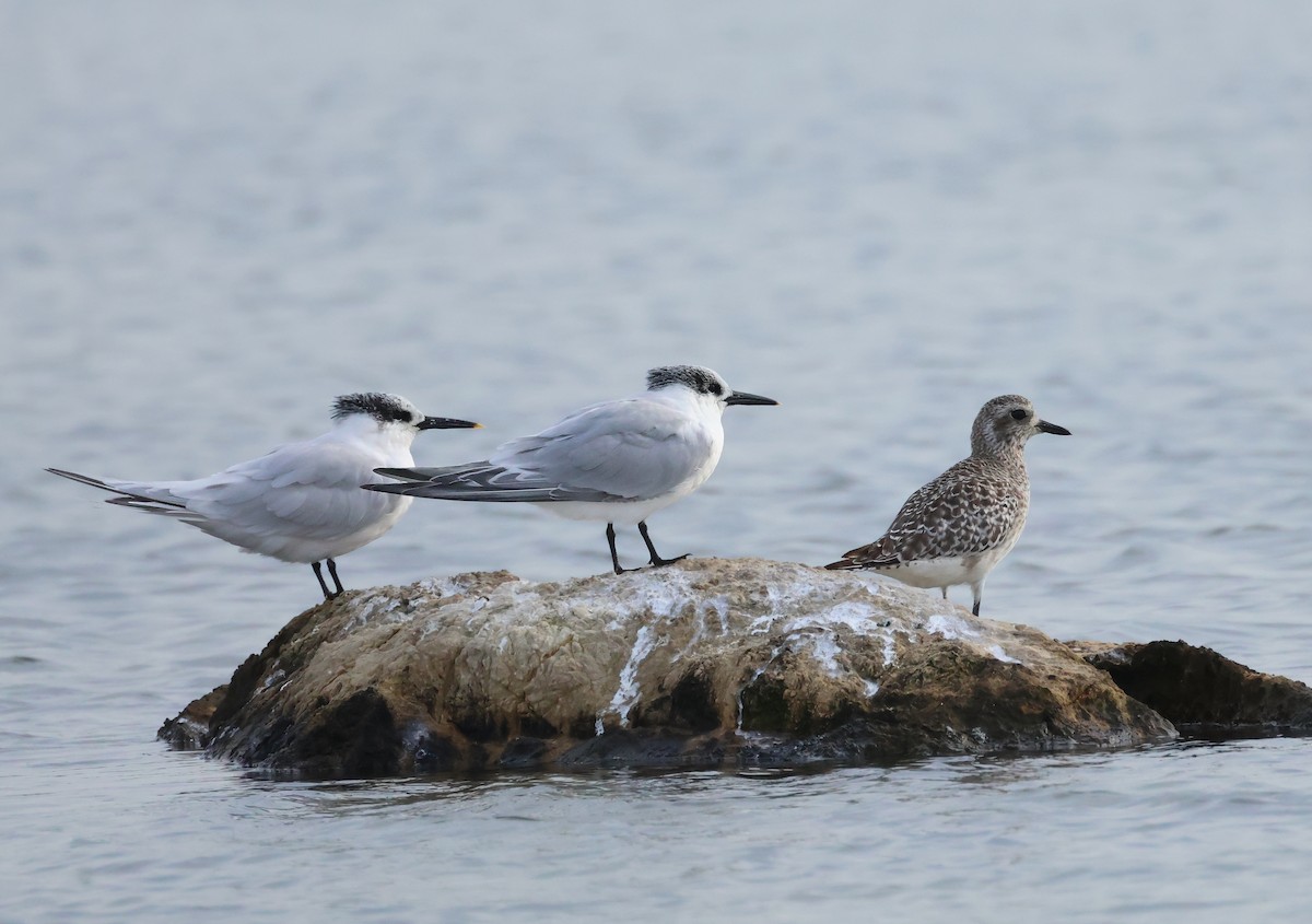 Sandwich Tern - ML624944714