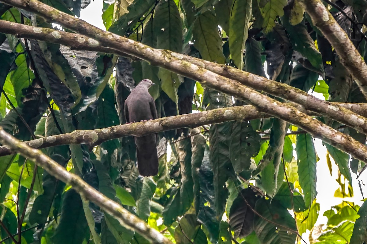 Pigeon de Goodson - ML624944824