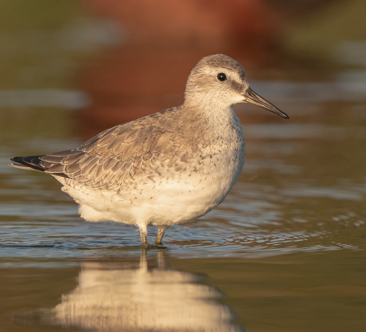 Шармаг элсэг - ML624944843