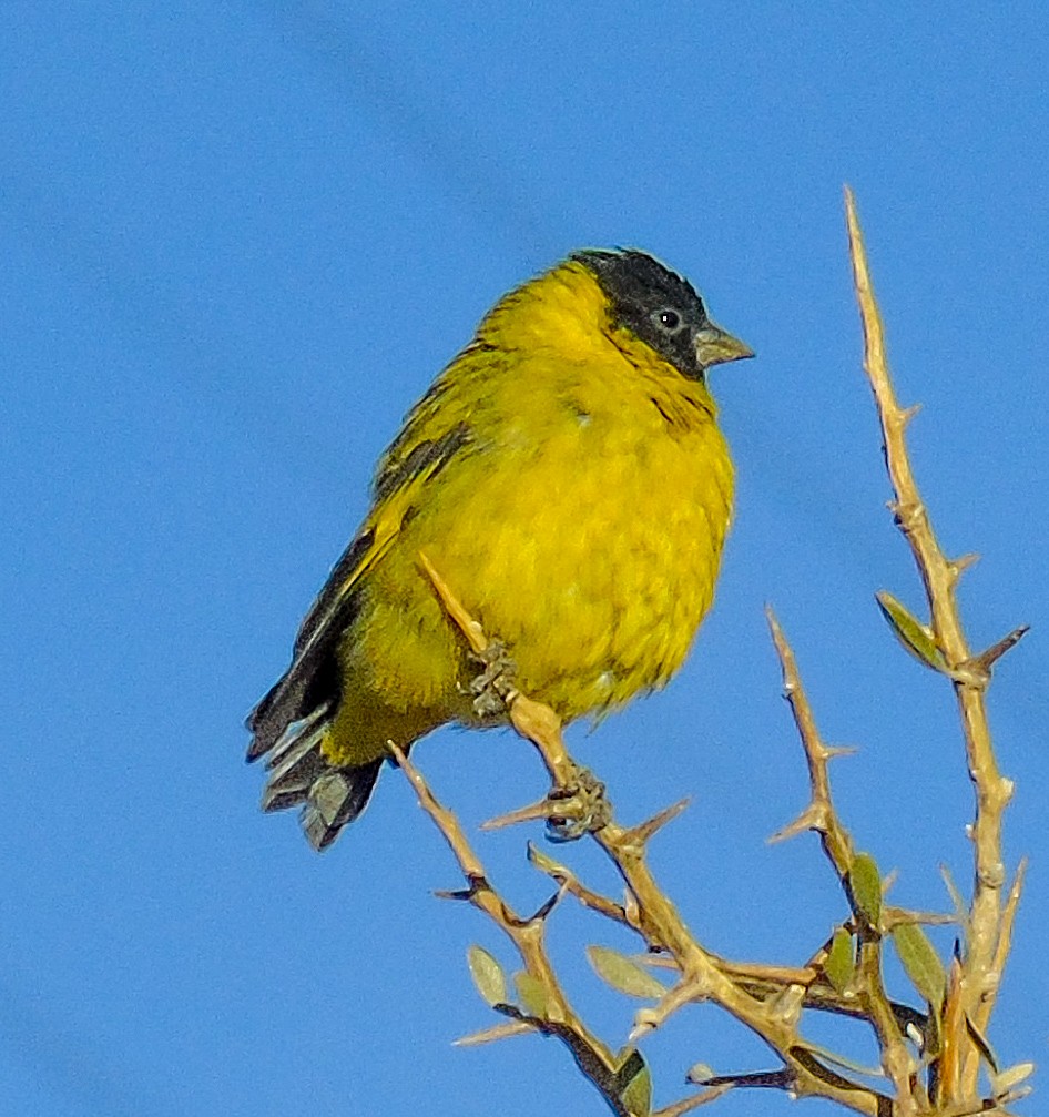 Hooded Siskin - ML624944847