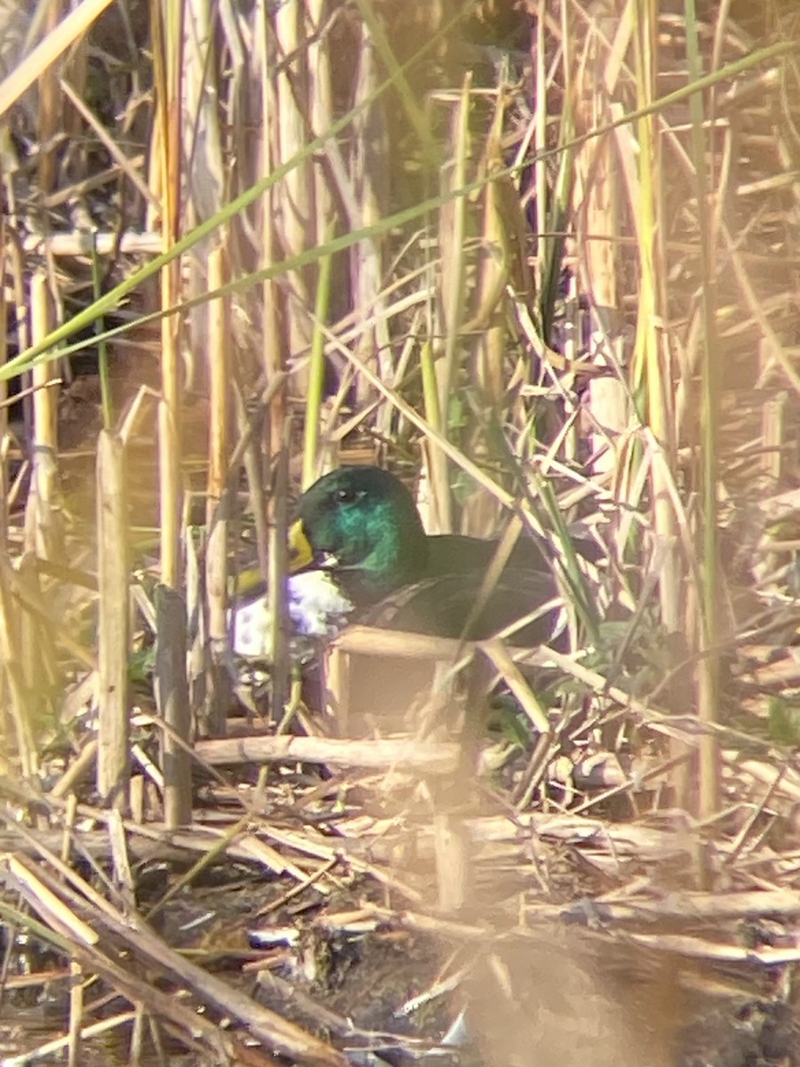 Muscovy Duck x Mallard (hybrid) - ML624944874
