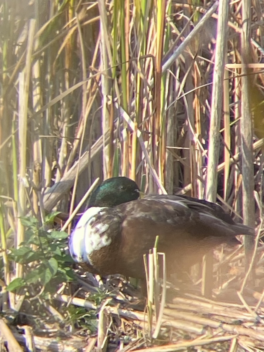 Muscovy Duck x Mallard (hybrid) - ML624944875