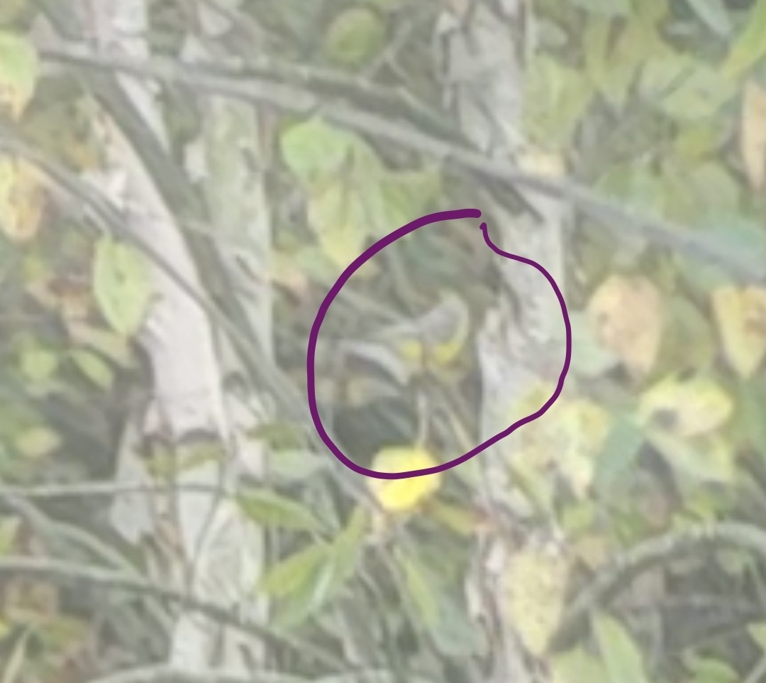 Magnolia Warbler - ML624945051