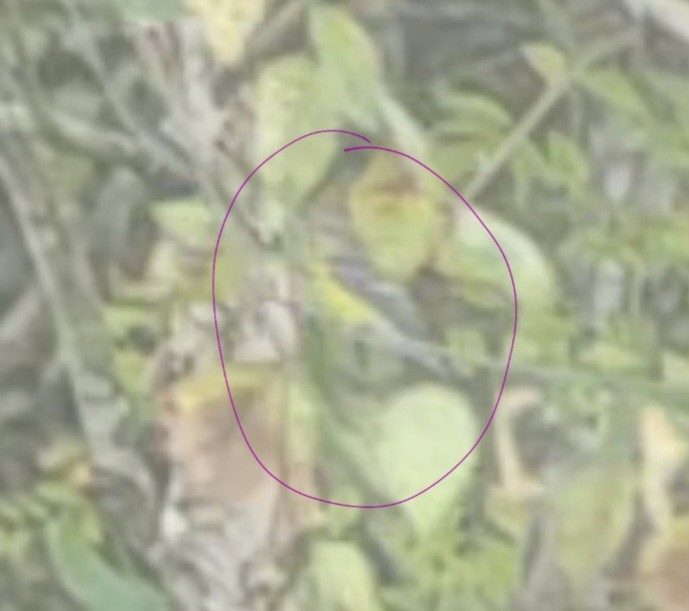 Magnolia Warbler - ML624945052