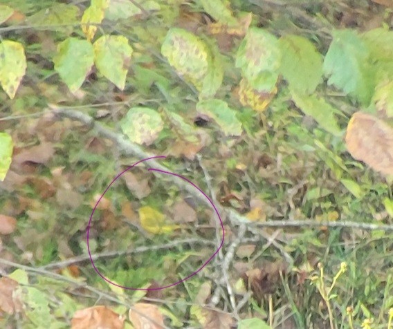 Yellow Warbler - ML624945060