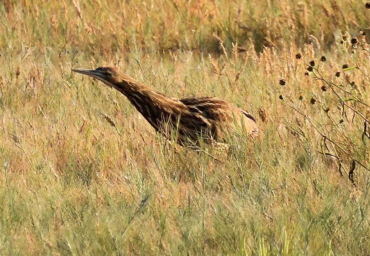 American Bittern - ML624945082