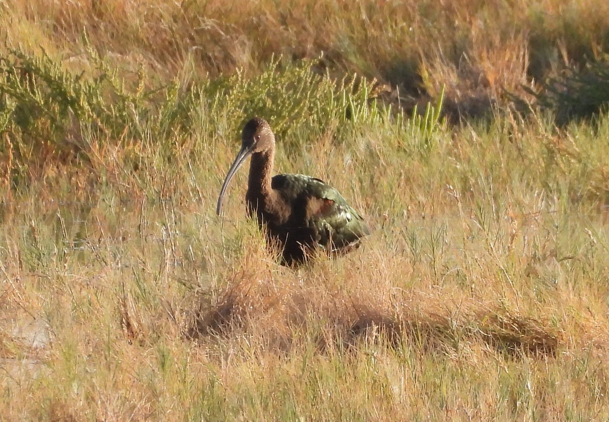 White-faced Ibis - ML624945092