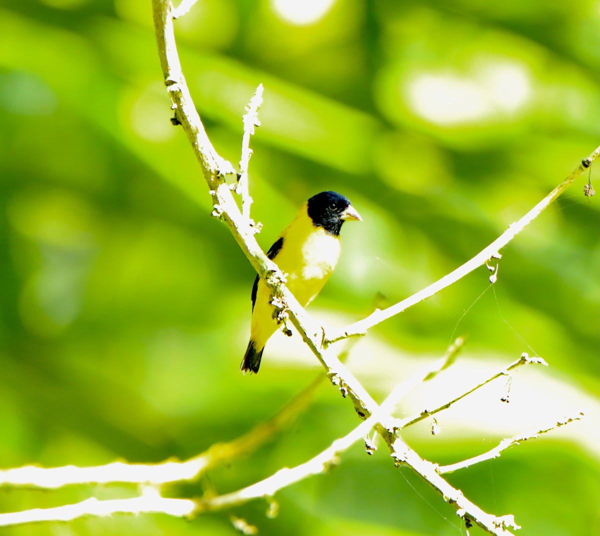 Saffron Siskin - ML624945161