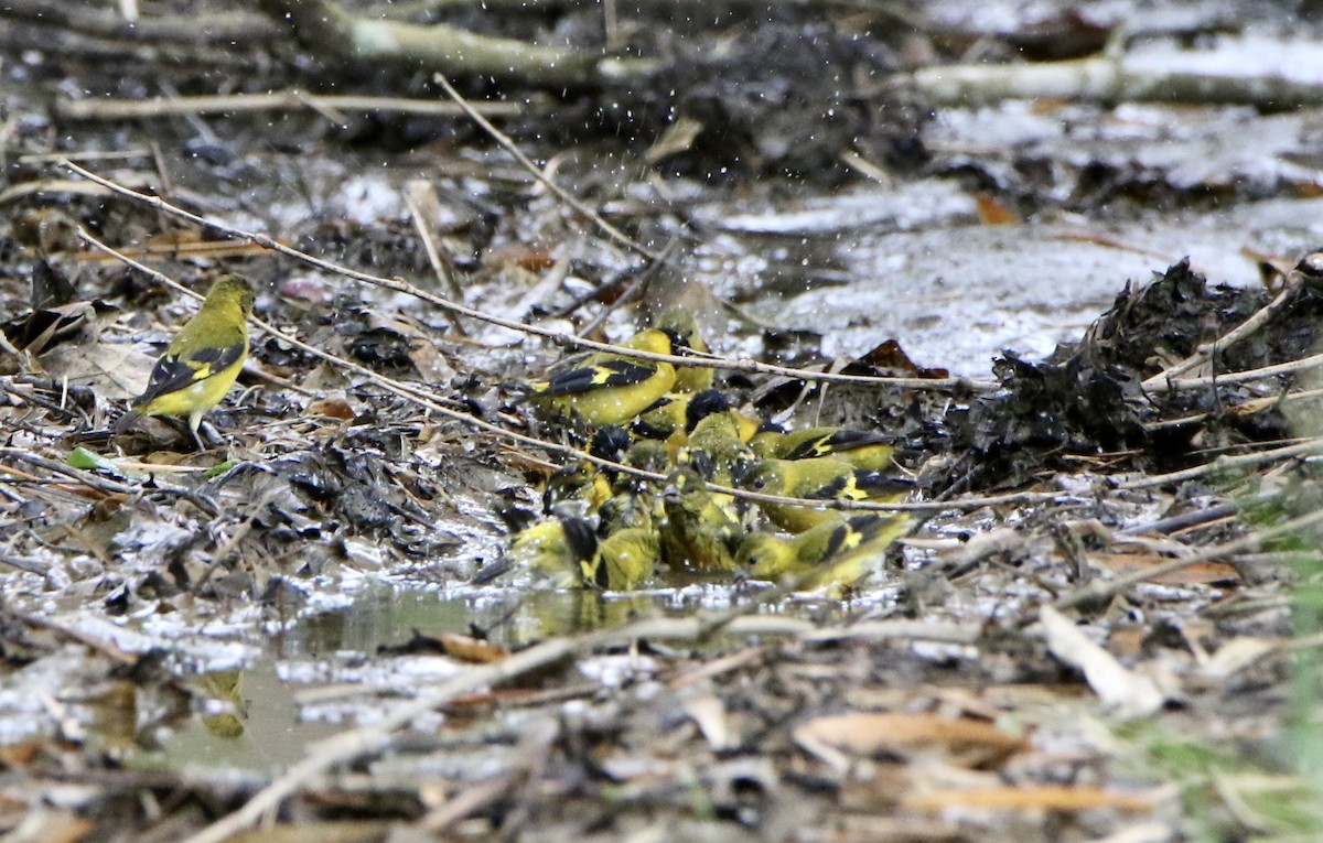 Saffron Siskin - ML624945162