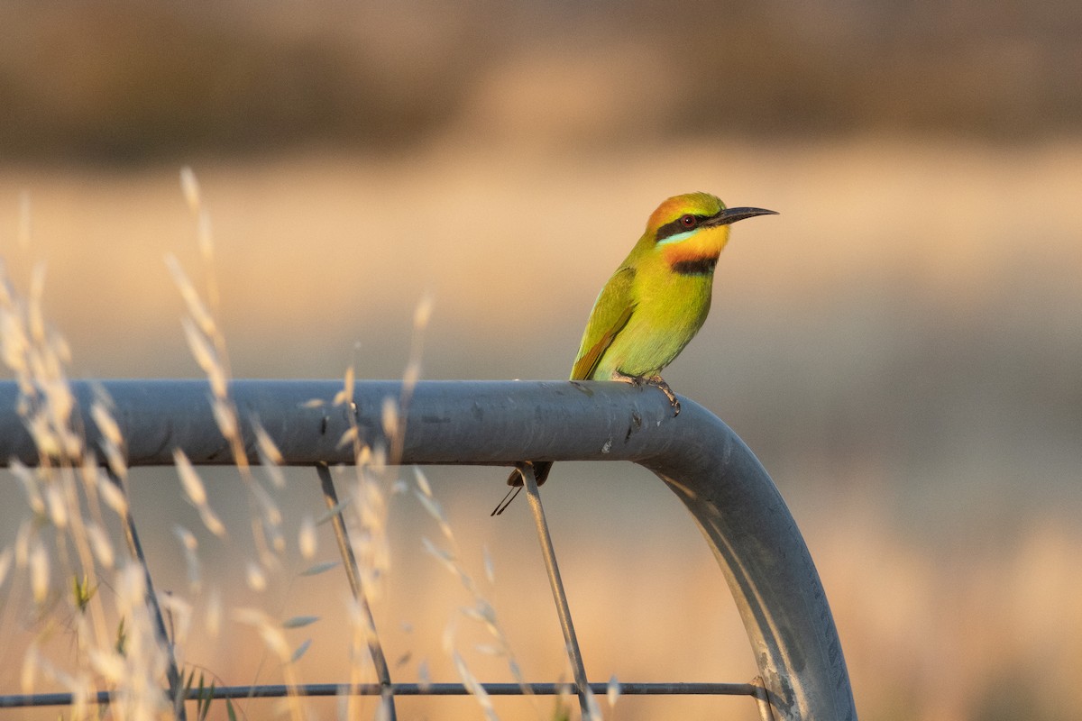 Rainbow Bee-eater - ML624945361