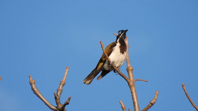 Blue-faced Honeyeater - ML624945447