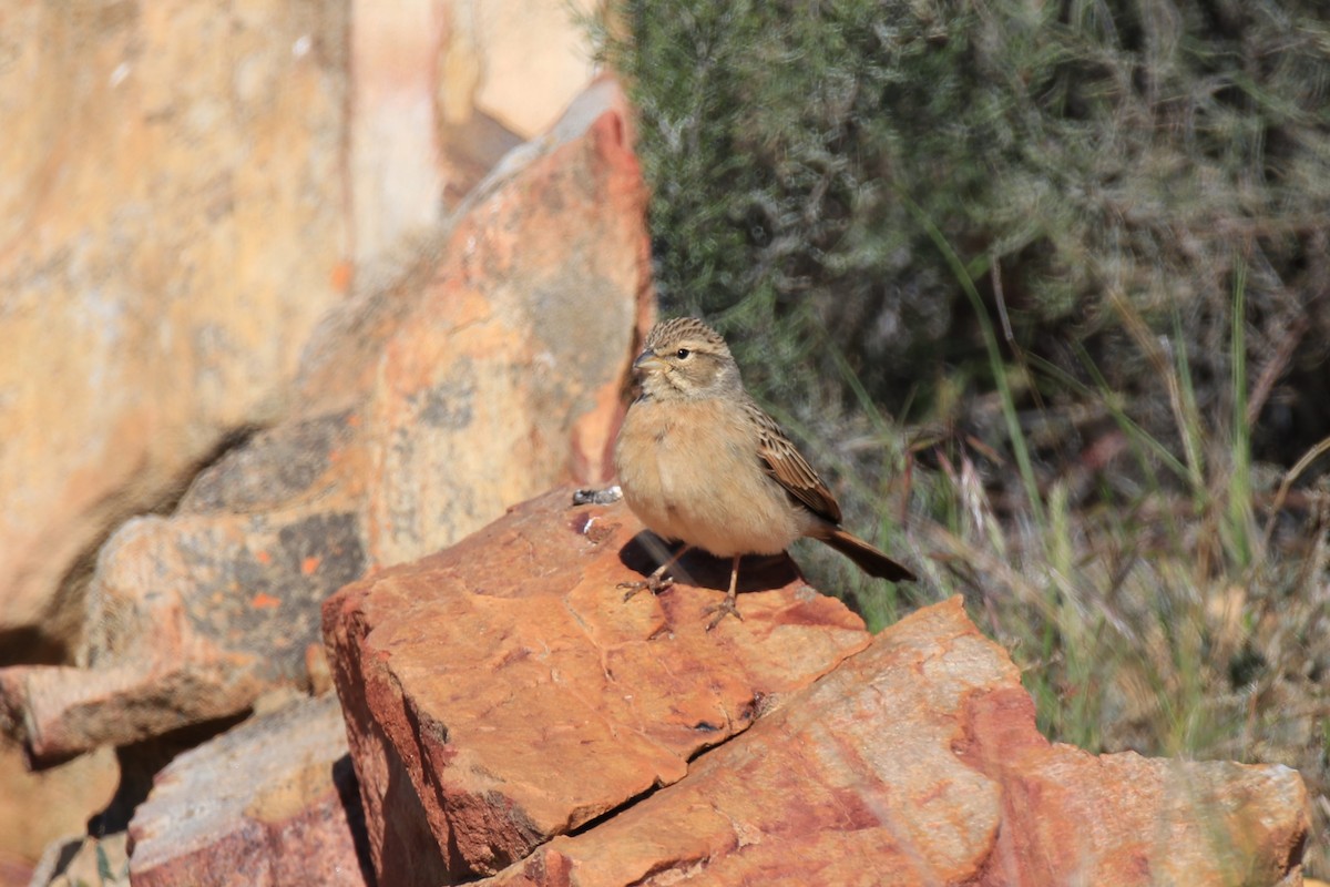 Lark-like Bunting - ML624945554