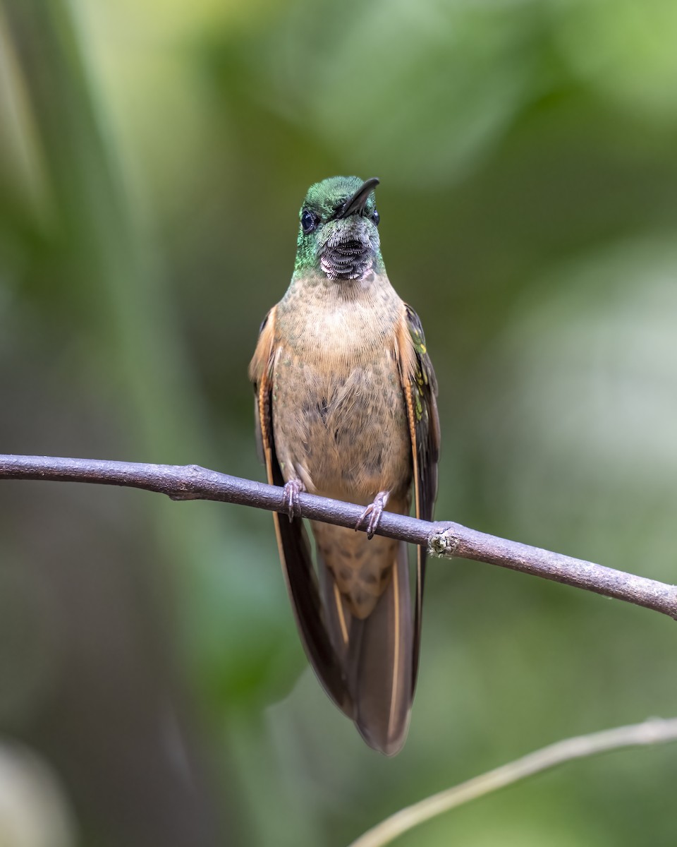 Fawn-breasted Brilliant - ML624945847