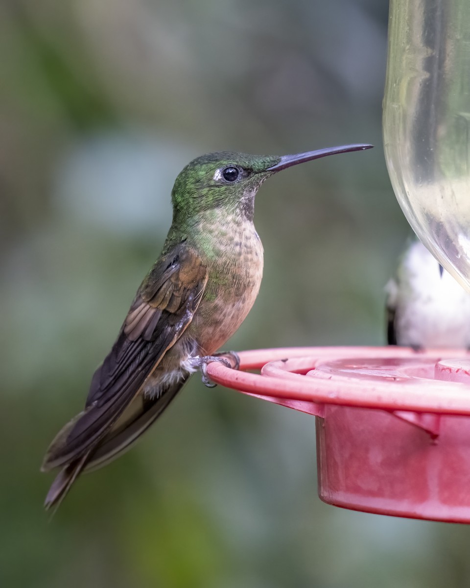 Fawn-breasted Brilliant - ML624945848