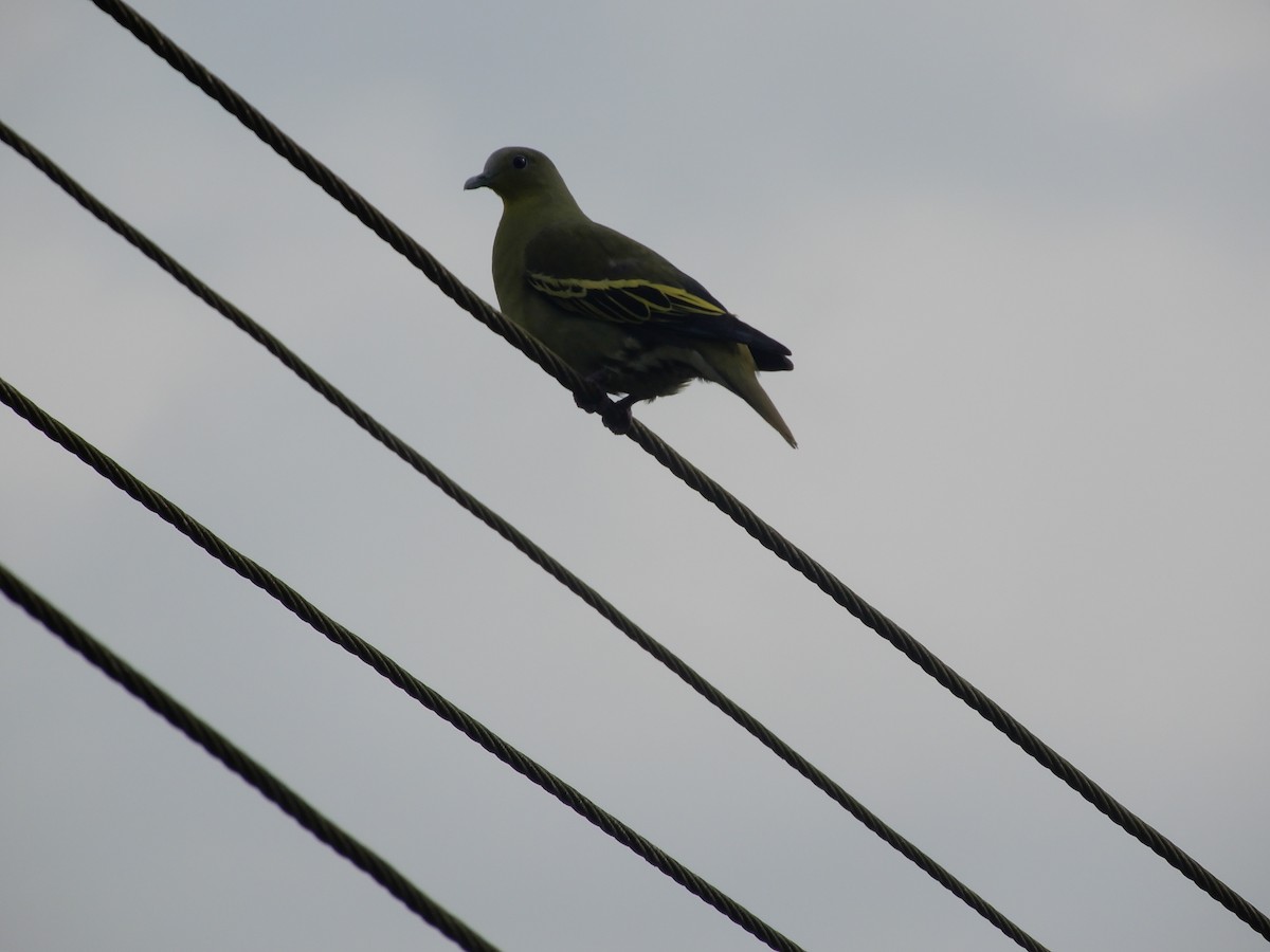 Gray-fronted Green-Pigeon - ML624945898