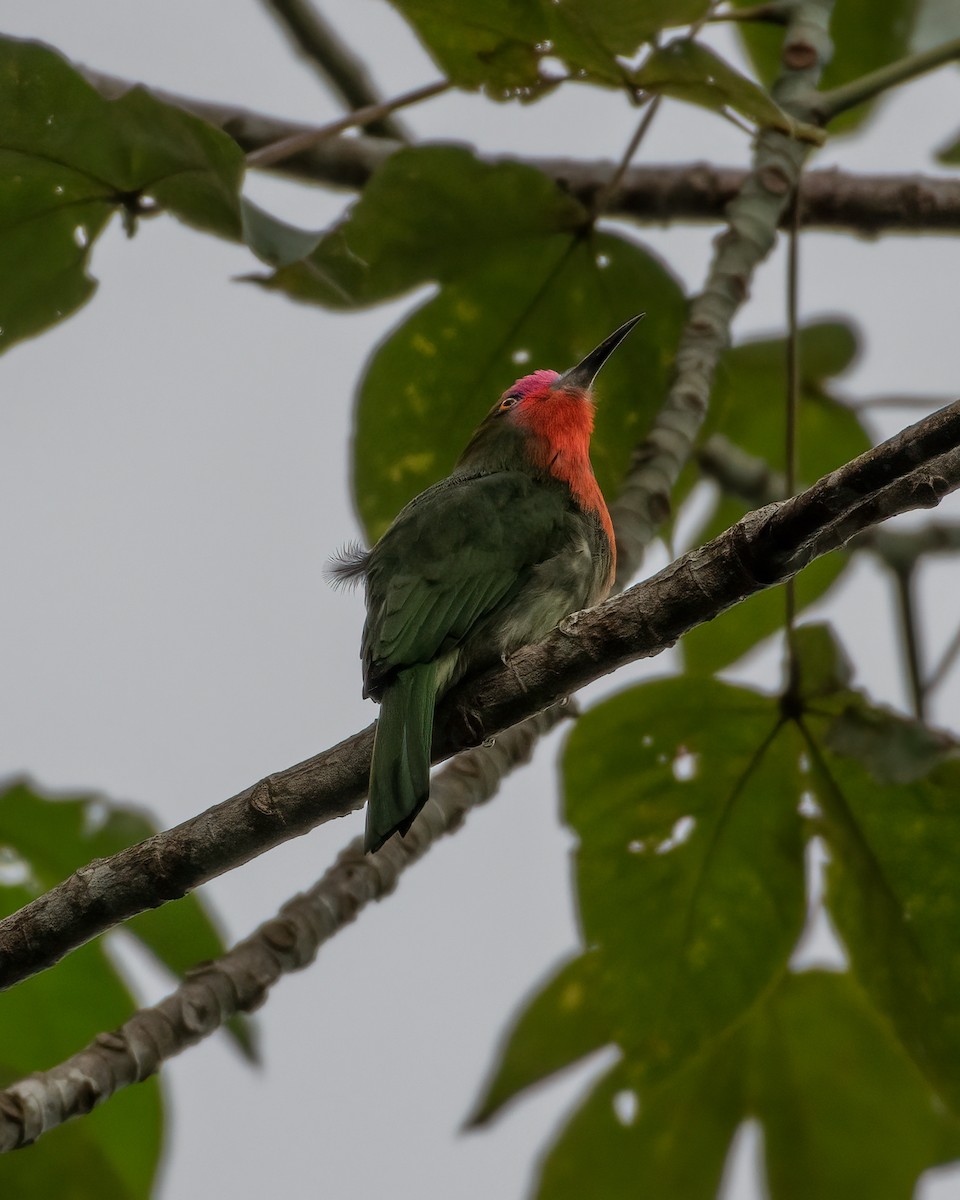 Red-bearded Bee-eater - ML624945980