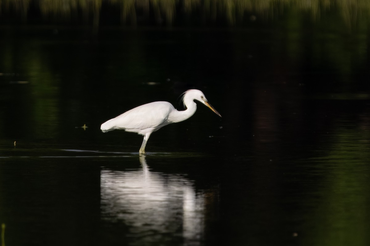 Chinese Egret - ML624946058