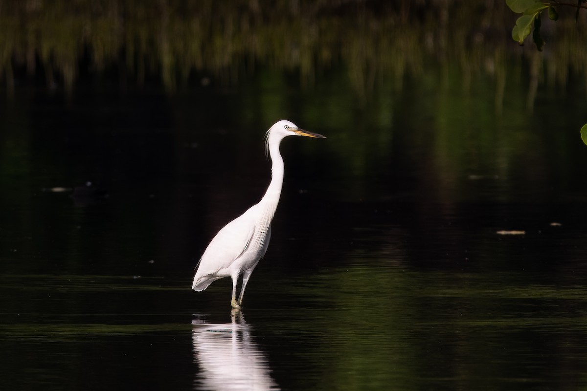 Chinese Egret - ML624946059