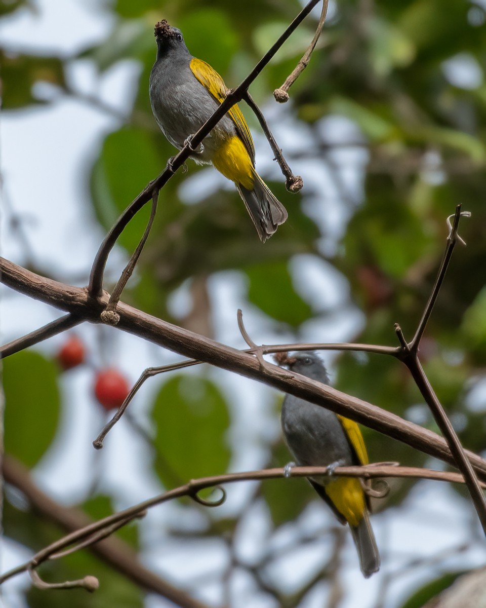 Gray-bellied Bulbul - ML624946088