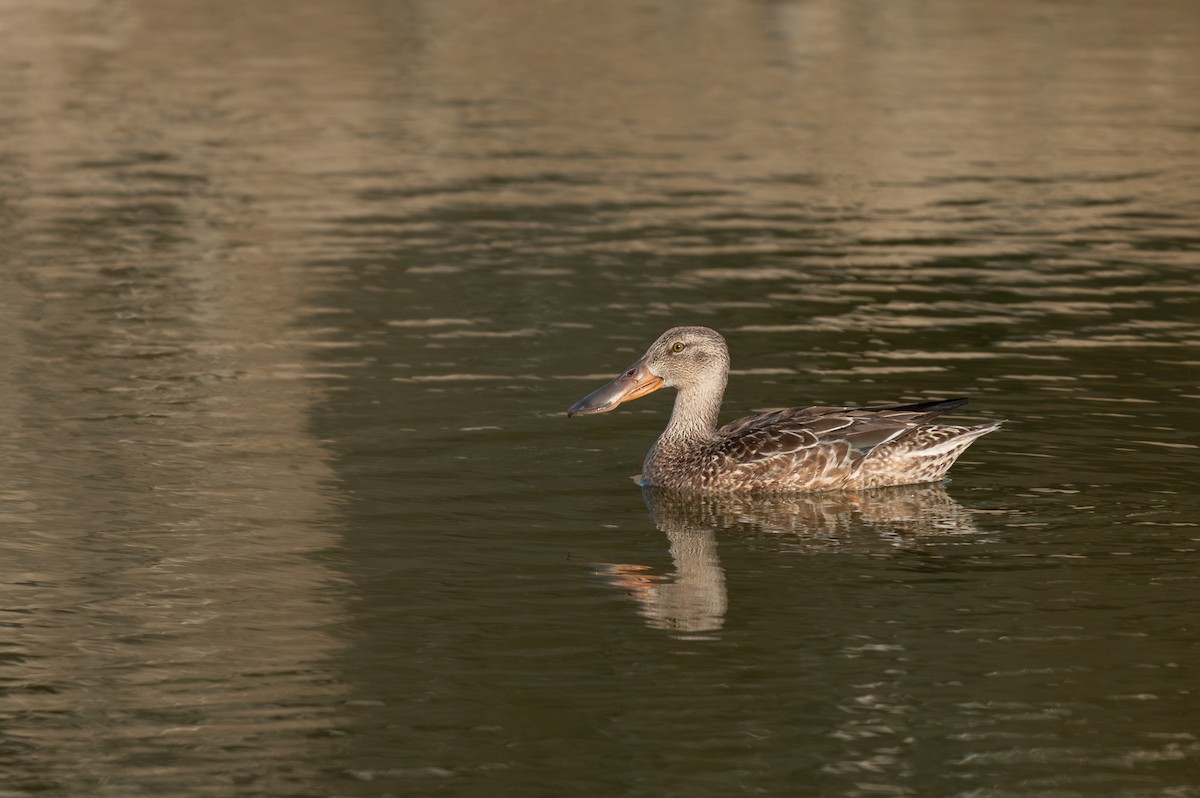 Northern Shoveler - ML624946161