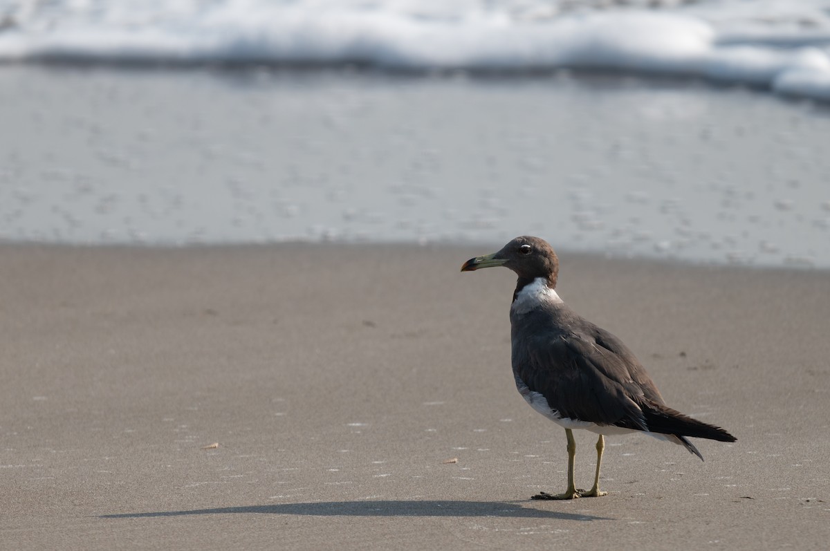 Sooty Gull - ML624946175