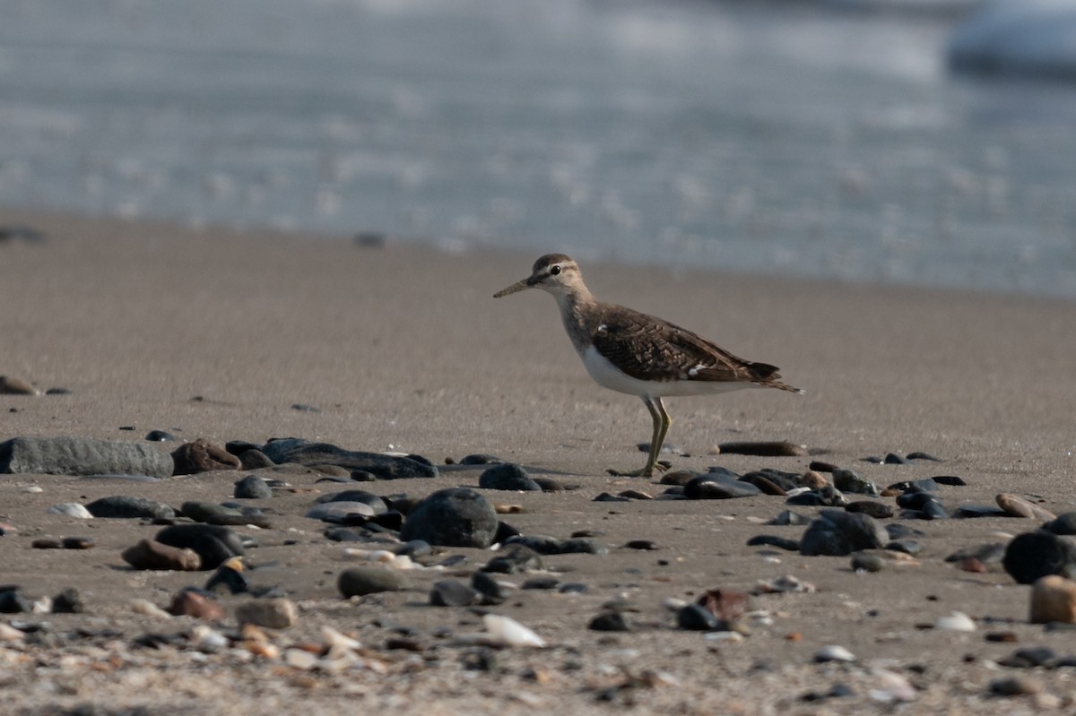 Common Sandpiper - ML624946180