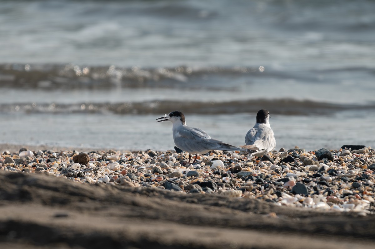 Common Tern - ML624946201