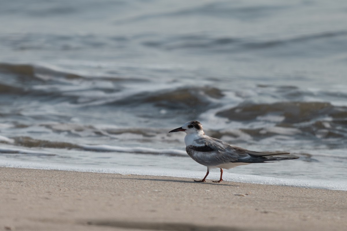 Common Tern - ML624946230