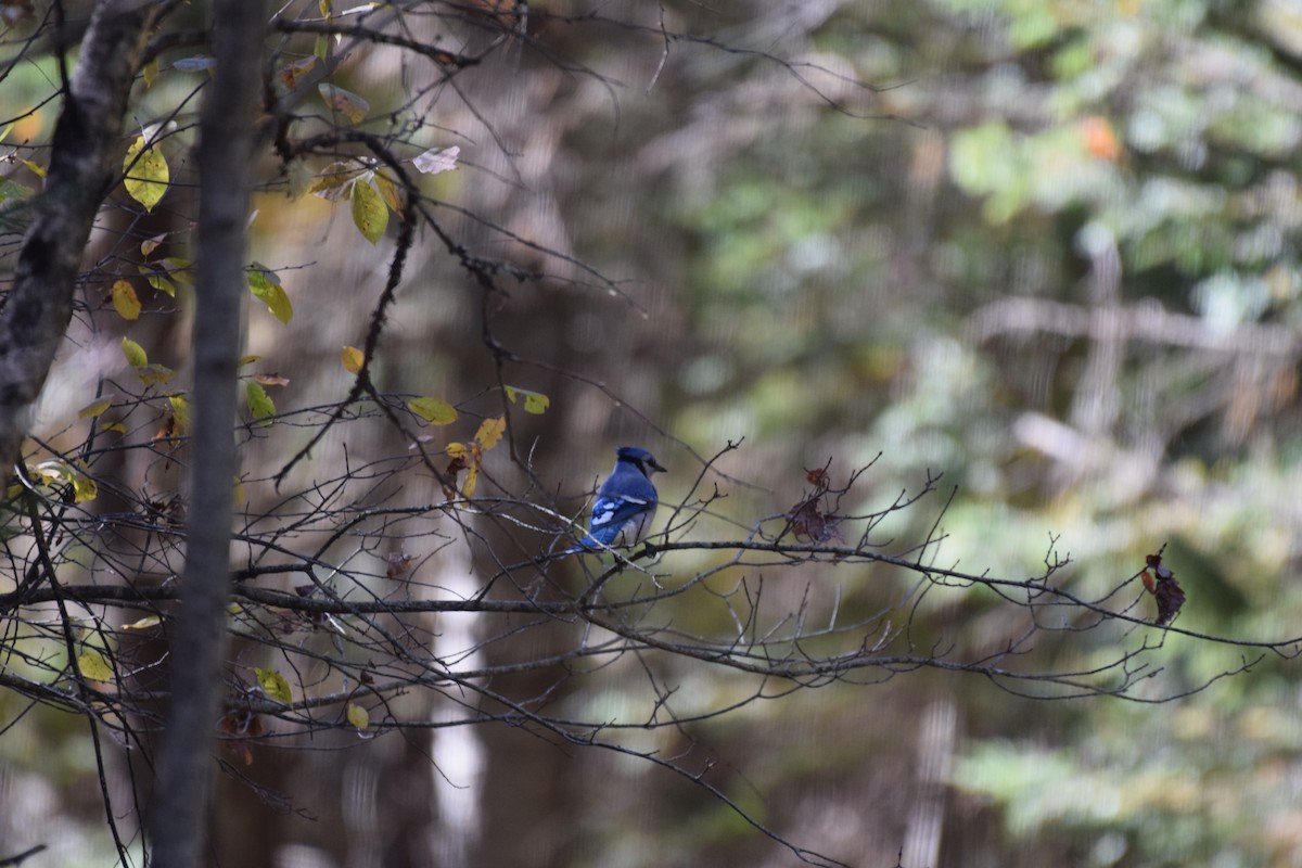 Blue Jay - ML624946704