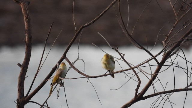 Yellow-tinted Honeyeater - ML624946729