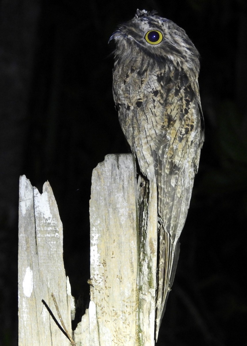 Common Potoo - ML624946734