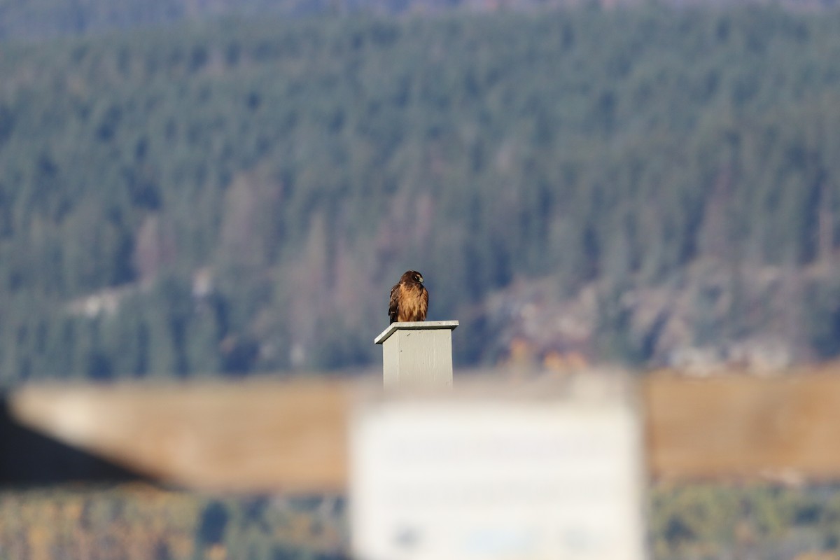 Red-tailed Hawk - Sarah von Innerebner