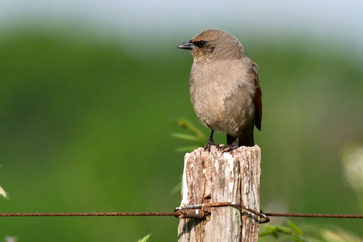 Grayish Baywing - ML624946769
