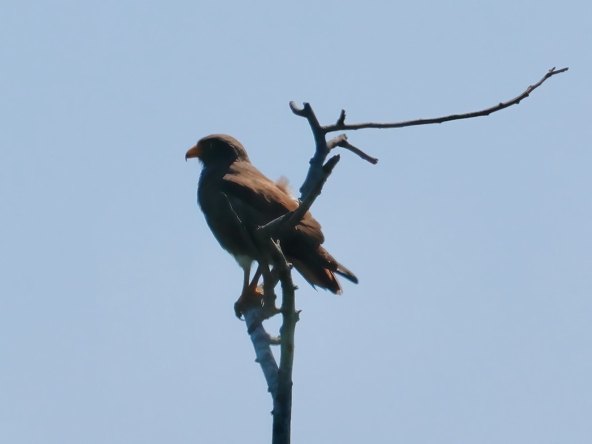 Rufous-winged Buzzard - ML624946794