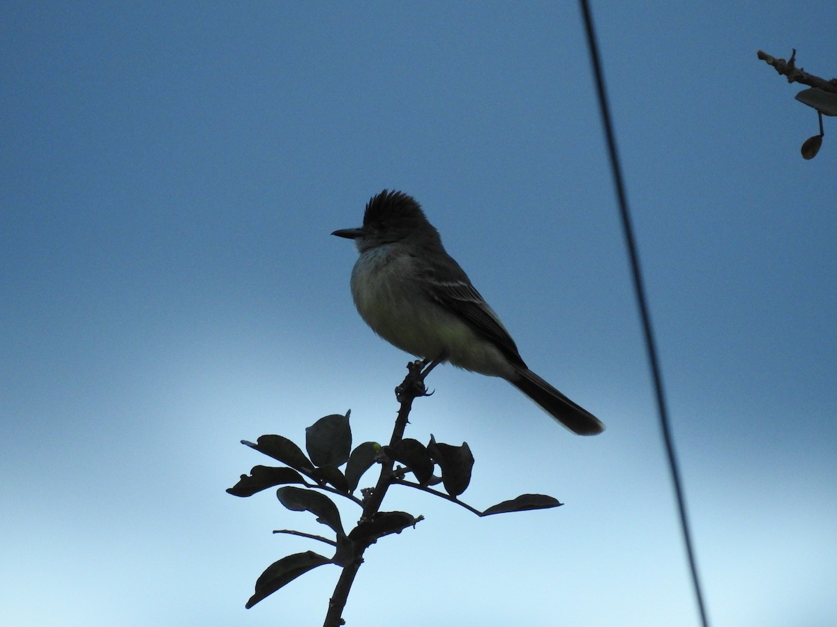 Apical Flycatcher - ML624946854