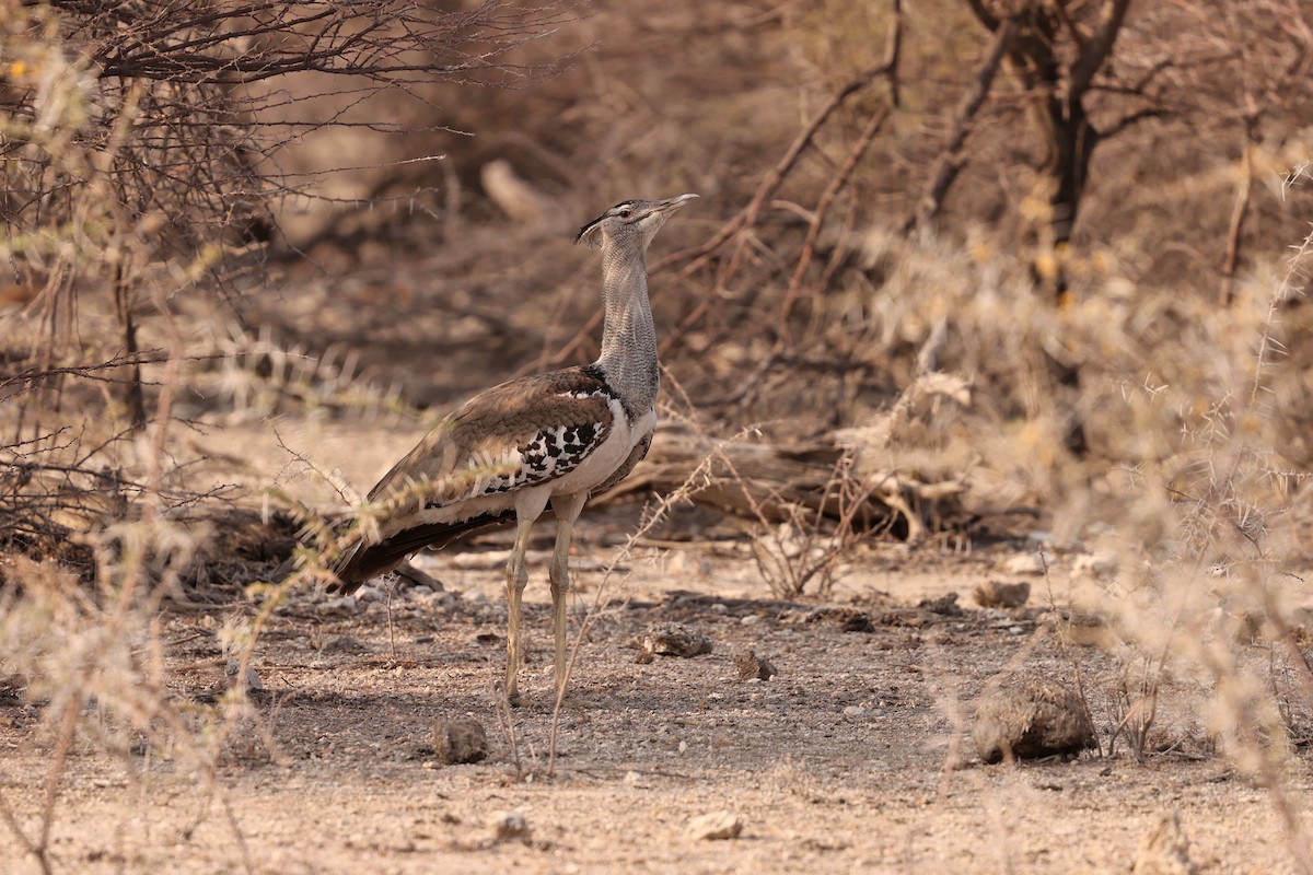 Kori Bustard - ML624946900