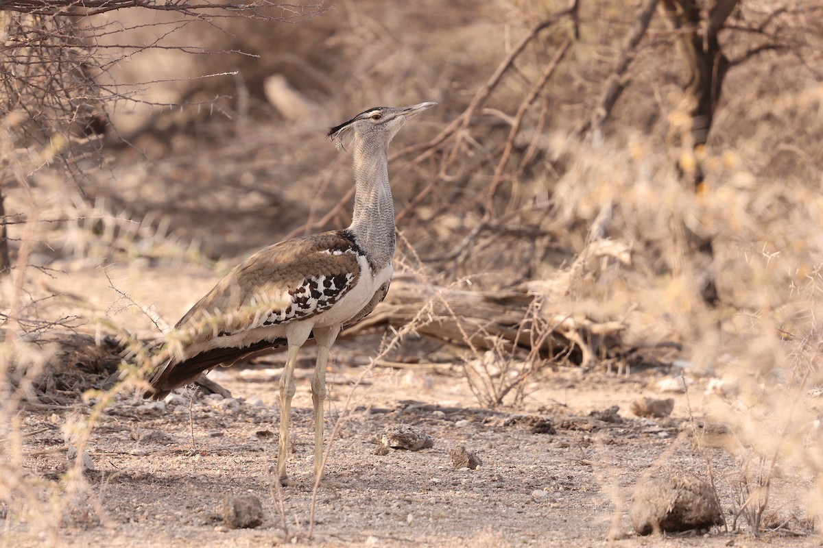 Kori Bustard - ML624946905