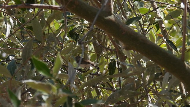 mangrovegerygone - ML624946953