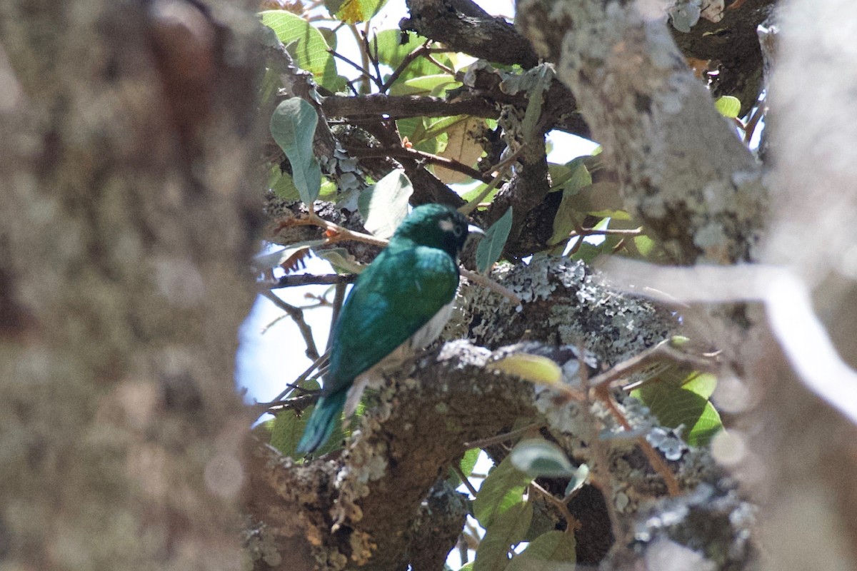 Klaas's Cuckoo - ML624947232