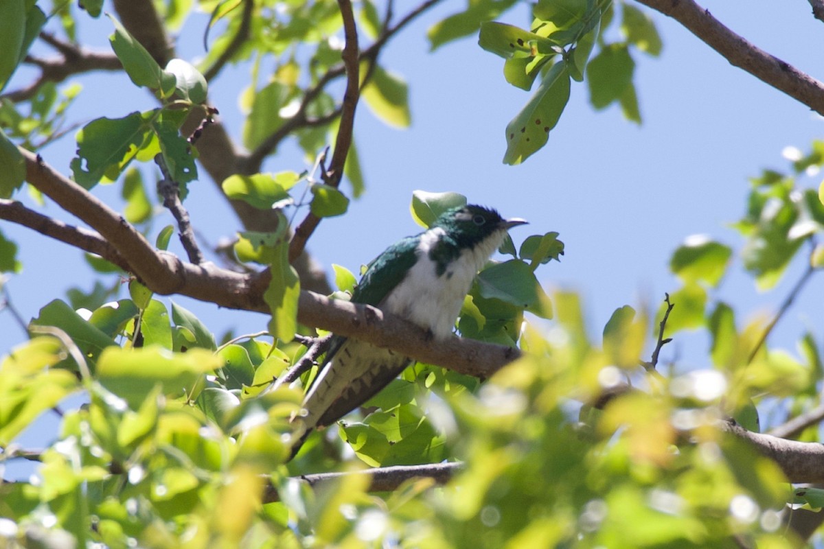 Klaas's Cuckoo - ML624947233