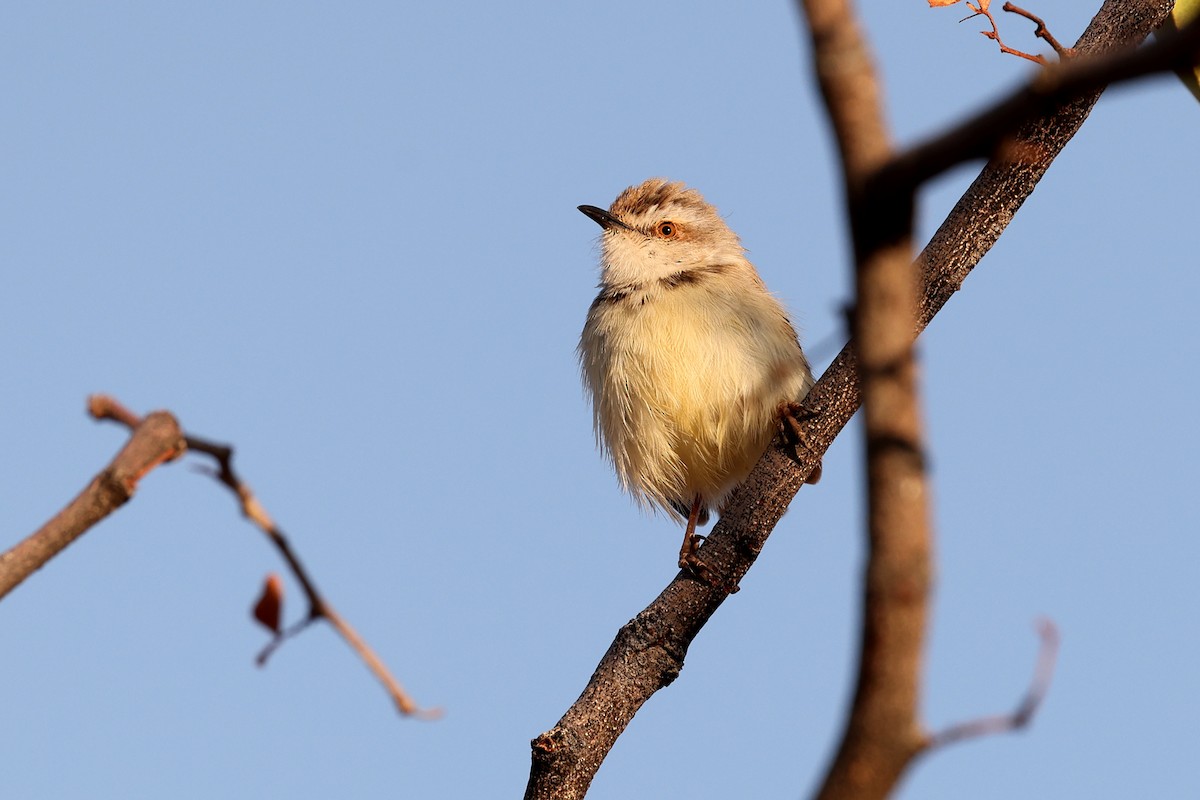 Black-chested Prinia - Brendan Ryan