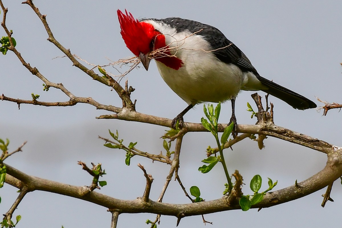 Red-crested Cardinal - ML624947276