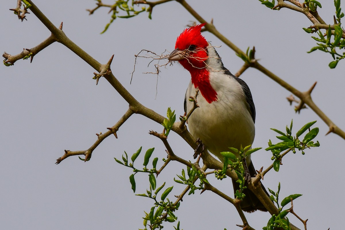 Red-crested Cardinal - ML624947277