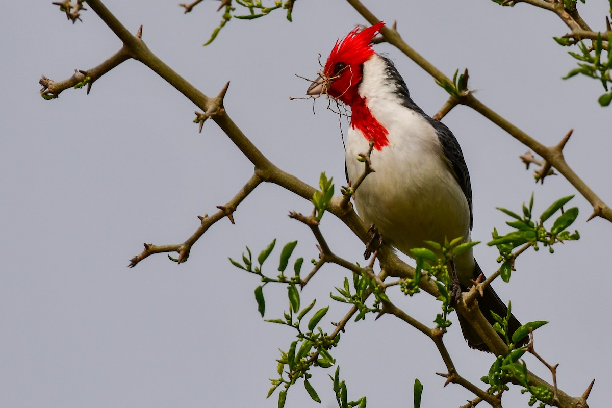 Red-crested Cardinal - ML624947279