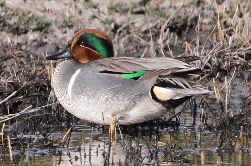 Green-winged Teal - ML624947343